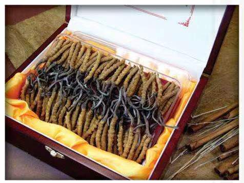 乌坡镇冬虫夏草回收